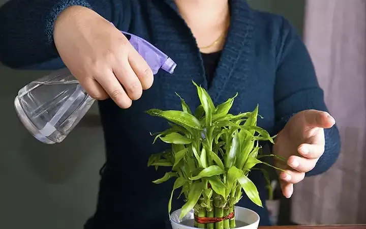 Cây phát lộc uốn cong theo các hình dáng nghệ thuật trang trí