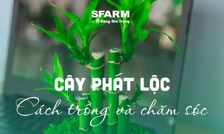 Hướng dẫn trồng và chăm sóc cây phát lộc đúng kỹ thuật