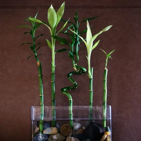 Cây phát lộc lá xanh tươi tắn trang trí cho không gian nhà cửa