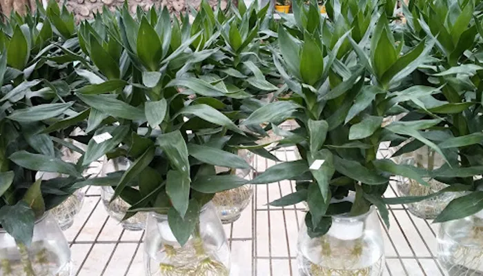 Kỹ thuật cách trồng cây phát tài búp sen thủy canh trong bình thủy tinh