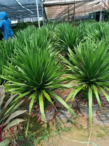 Hình ảnh tổng thể một cây Phát Tài Núi được trồng trong chậu lớn