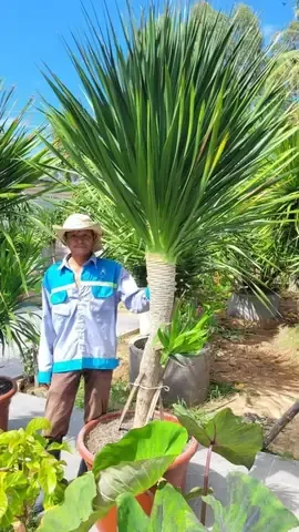 Lợi ích của cây Phát Tài Núi trong việc lọc không khí và trang trí nội thất