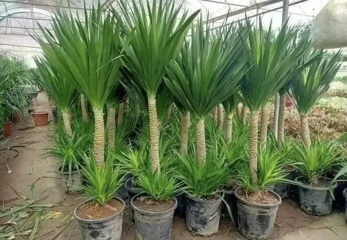 Đặc điểm hình thái lá, thân và rễ của cây Phát Tài Núi