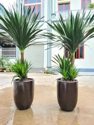 Cây Phát Tài Núi hợp với mệnh Thủy, Mộc, và Hỏa trong phong thủy