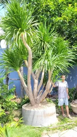 Cây phát tài núi với tán lá xanh mướt, thân gỗ chắc chắn được trồng trong chậu