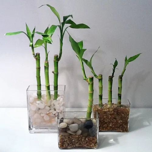 Thực hiện kỹ thuật trồng cây Phát Tài Khúc trong nước (thủy canh)