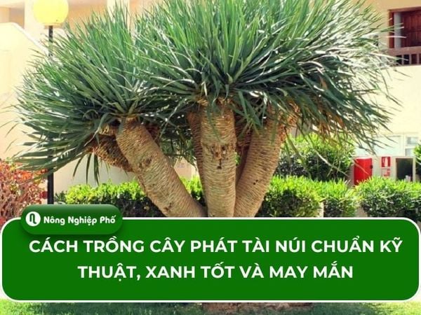 Cách Trồng Cây Phát Tài Núi Chuẩn Kỹ Thuật Và Chăm Sóc Đúng Cách