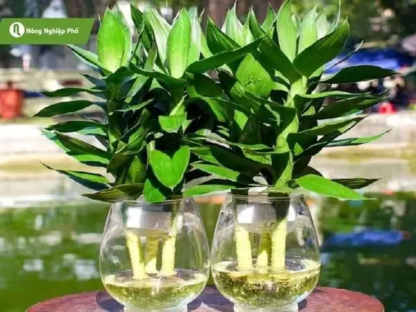 Cận cảnh rễ cây phát tài Thái Lan đang phát triển trong môi trường thủy sinh