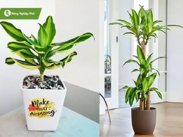 Cây phát tài Thái Lan trưởng thành, xanh tốt, mang lại may mắn và tài lộc