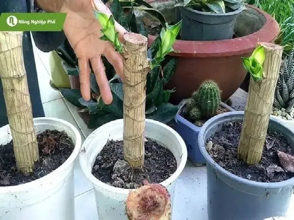 Hình ảnh cây phát tài Thái Lan được trồng trong chậu đất với giá thể tơi xốp