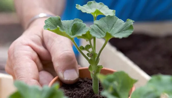 Kỹ thuật giâm cành, cách trồng cây phong lữ thảo rủ từ cành giống