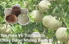 Cây quách con trong chậu đất sét nung để minh họa cho cách trồng cây quách