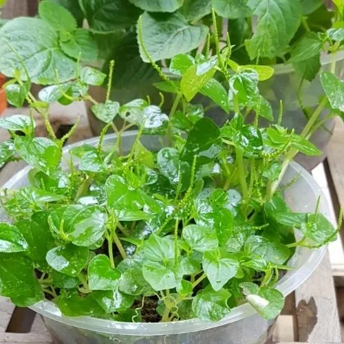 Trồng Rau Càng Cua Trong Chậu Nhựa Hoặc Thùng Xốp