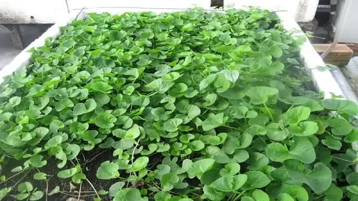 Mô hình rau má thủy canh phát triển xanh tốt, minh họa cách trồng rau má trong nước