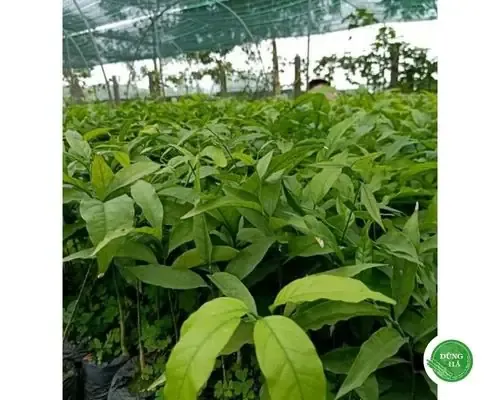 Trồng Rau Sắng – Rau Ngót Rừng Có Khó Không?