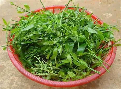 Rau Sắng Là Loại Cây Đặc Sản. Ảnh: Hangdacsan.net