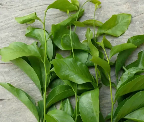 Cách Ươm Trồng Cây Rau Sắng