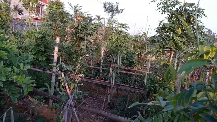 Kinh nghiệm trồng cây sâm nam trong chậu tại nhà đạt năng suất cao