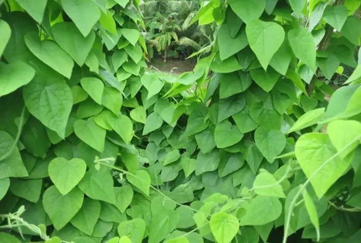 Kỹ thuật chuẩn bị đất trồng và trộn giá thể cho cây sâm nam