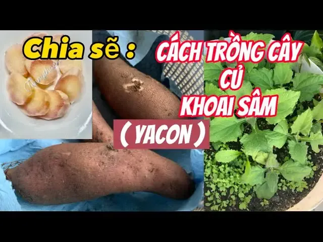 Quy trình chăm sóc và phòng trừ sâu bệnh trên lá cây sâm nam
