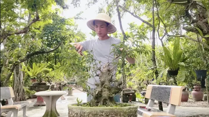 Vẻ đẹp độc đáo của cây sanh bonsai mini ôm đá