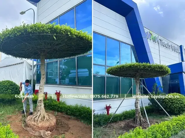 Hướng Dẫn Chi Tiết Cách Trồng Cây Sanh Trên Đá Đạt Chuẩn Nghệ Thuật Bonsai Tiến hành cố định cây sanh bám rễ vào khối đá đã được tạo hình