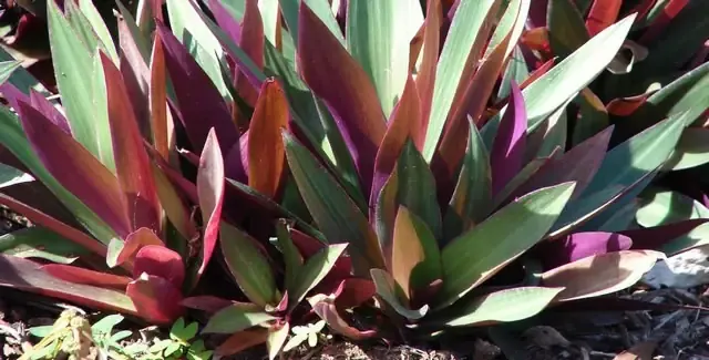 Hướng dẫn mua và trồng cây sò huyết chất lượng cao