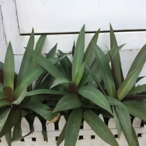 Ý nghĩa phong thủy của cây sò huyết trong không gian sống