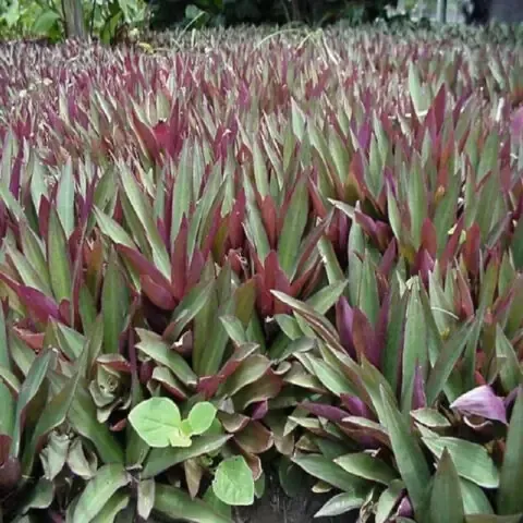 Cây sò huyết dùng để trang trí cảnh quan và kiến trúc