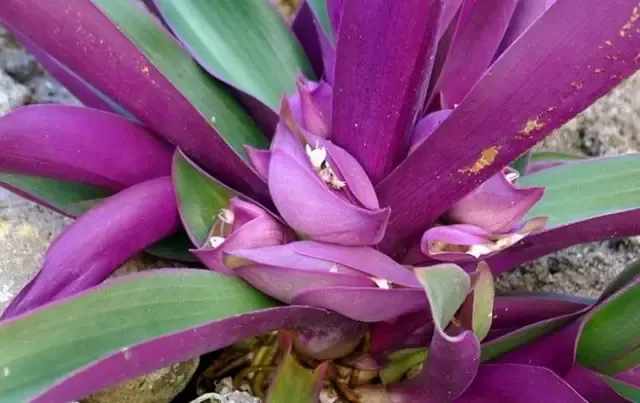 Cách Trồng Cây Sò Huyết: Đặc điểm nhận diện và hình thái