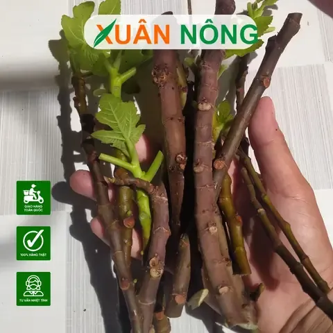 Kiểm tra và theo dõi nhiệt độ, độ ẩm tối ưu cho quá trình ra rễ cây sung