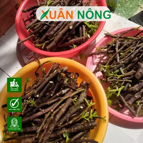 Lựa chọn cành sung bánh tẻ khỏe mạnh, không sâu bệnh để giâm cành