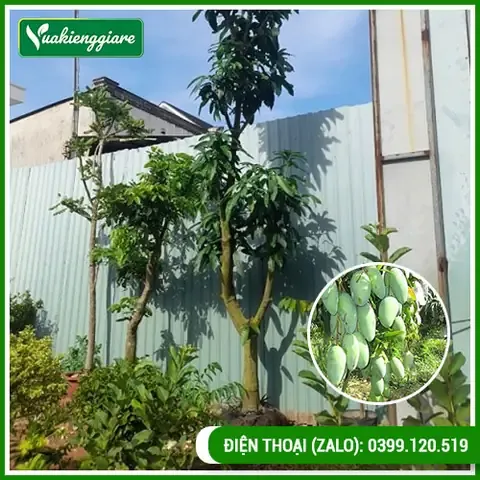 Cách Trồng Cây Sung Cổ Thụ