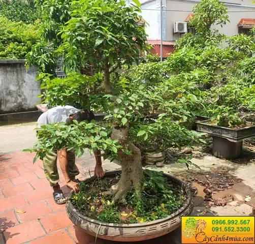 Cách Trồng Cây Sung Cổ Thụ Cho Quả Ngon, Tán Rộng, Bóng Mát