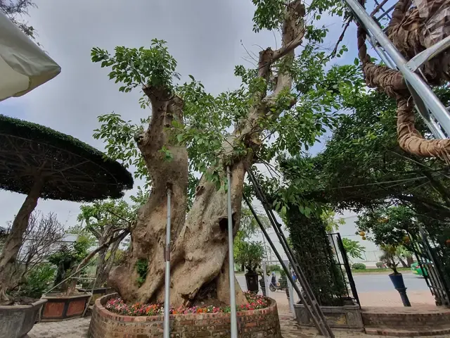 Kinh Nghiệm Trồng Cây Sung Trước Nhà