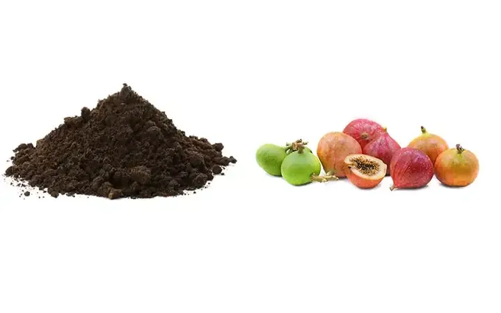 Các Bước Chuẩn Bị Đất Và Chậu Trồng Cây Sung Đúng Kỹ Thuật