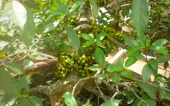 Cách Trồng Cây Sung Trong Chậu Tại Nhà Đơn Giản, Ra Quả Sớm