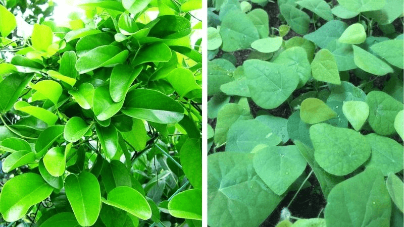 Cách Trồng Cây Sương Sâm: Kỹ Thuật Chi Tiết Từ A Đến Z