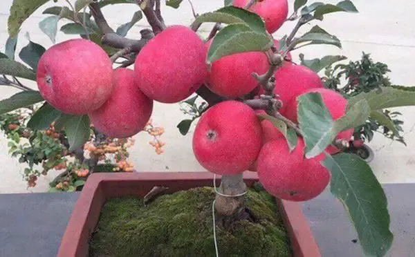 Cây Táo Mỹ đang được cắt tỉa cành để tạo tán