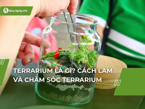 Thiết kế terrarium với các loại cây và trang trí khác nhau