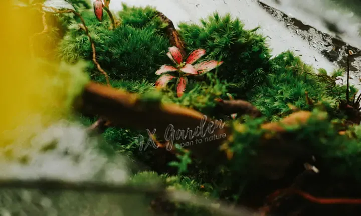 Cây terrarium kín và hở cần ánh sáng gián tiếp