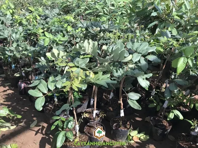 Kỹ Thuật Trồng Cây Thanh Nhãn Chi Tiết