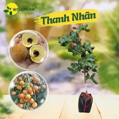 Vườn Trồng Cây Thanh Nhãn Năng Suất Cao