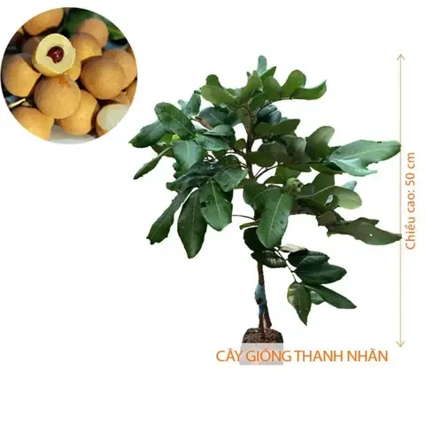 Cây Giống Thanh Nhãn Khỏe Mạnh