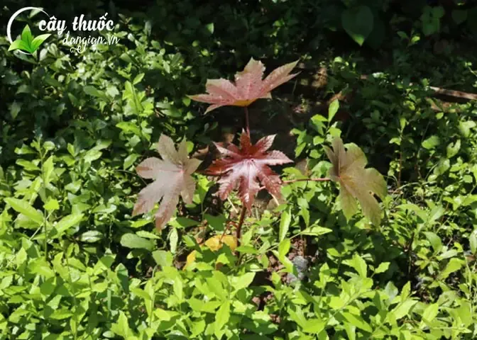 Hướng Dẫn Chi Tiết Cách Chăm Sóc Cây Thầu Dầu Tía Trưởng Thành Theo Từng Giai Đoạn