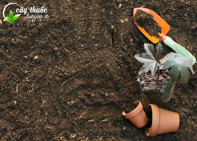 Mô Tả Đặc Tính Đất Trồng Ưu Thích Cho Việc Trồng Cây Thầu Dầu Tía