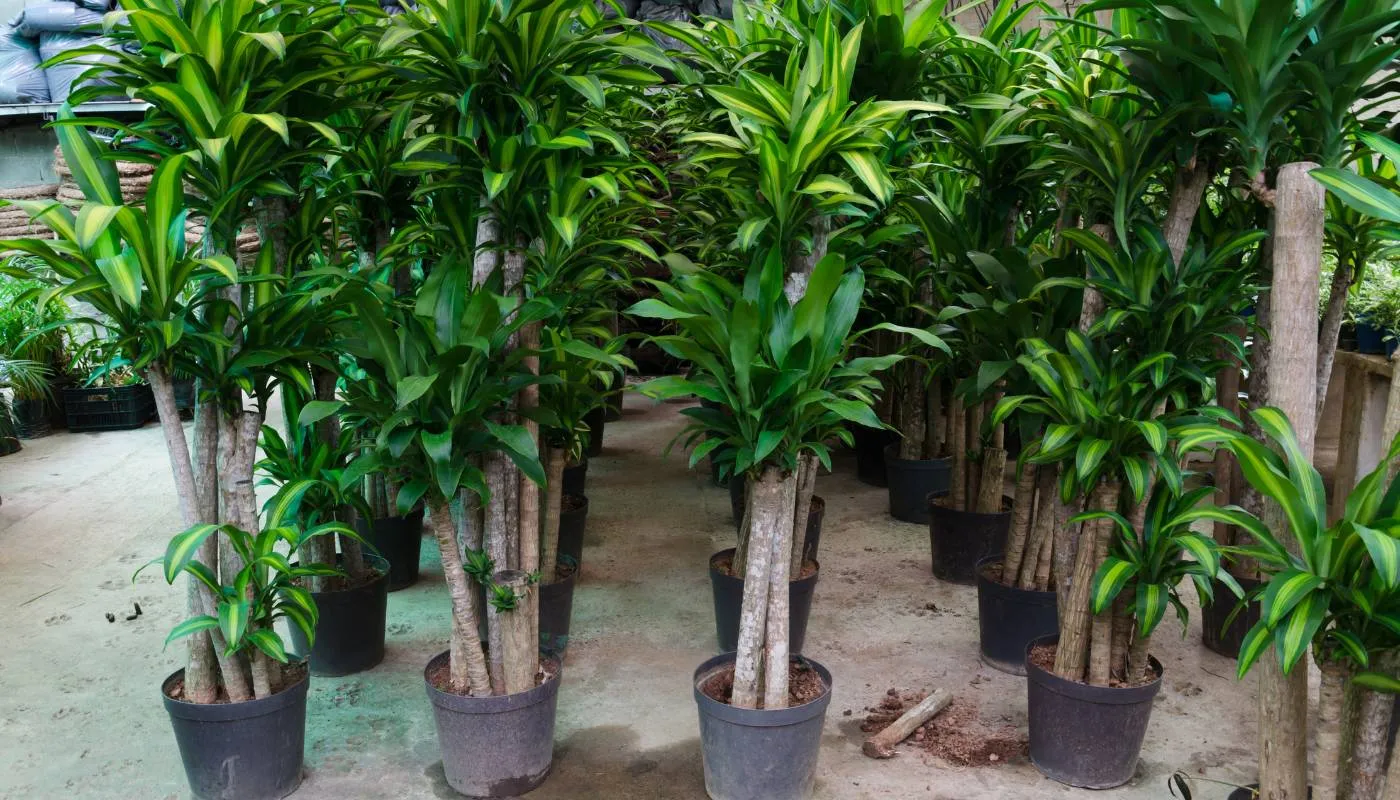 Cách trồng cây thiết mộc lan bằng cành