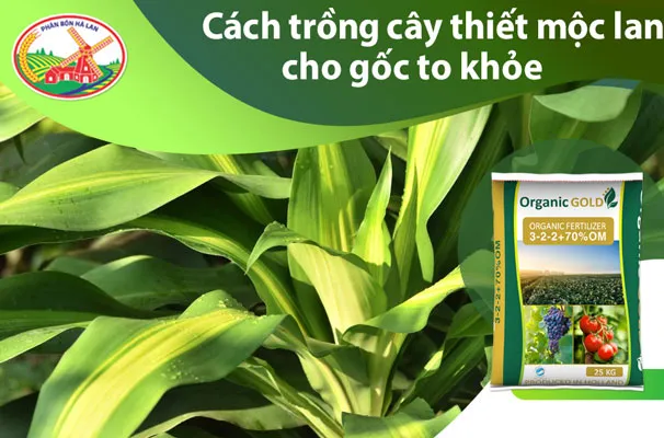 Cách trồng và chăm sóc cây thiết mộc lan cho gốc to khỏe