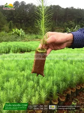 Quy trình xử lý hạt giống thông Đà Lạt trước khi gieo trồng chuyên nghiệp