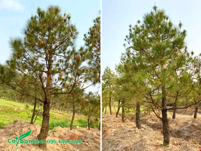 Giá trị thẩm mỹ và kinh tế của rừng thông Đà Lạt trong mô hình du lịch